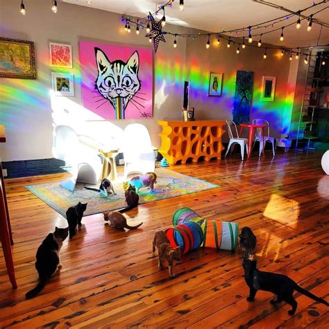 Mac Tabby Cat Cafe expanding with third location | Salisbury Post