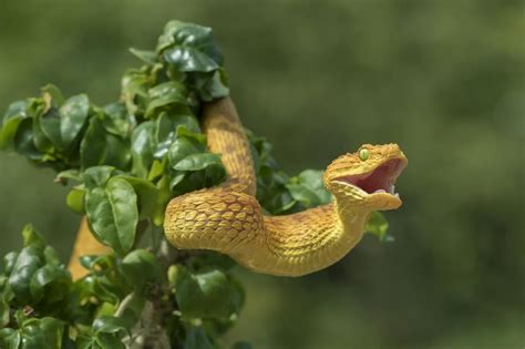 Climate change to force mass migration of venomous snakes, increase ...