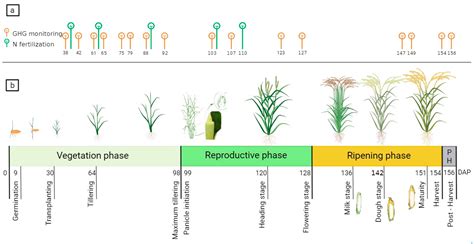 Effect of Alternate Wetting and Drying on the Emission of Greenhouse ...