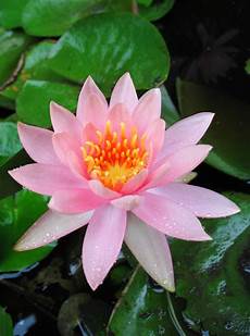 fior di lotto lotus flower stock image image of lotus pink water fior di lotto lotus flower stock image image of lotus pink water
