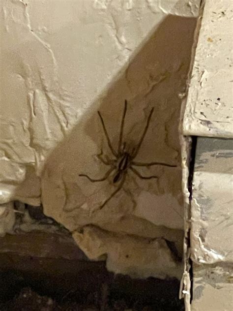 Unidentified spider in Rockville, Maryland United States