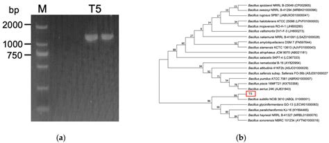 Highly Efficient Biotransformation and Production of Selenium ...