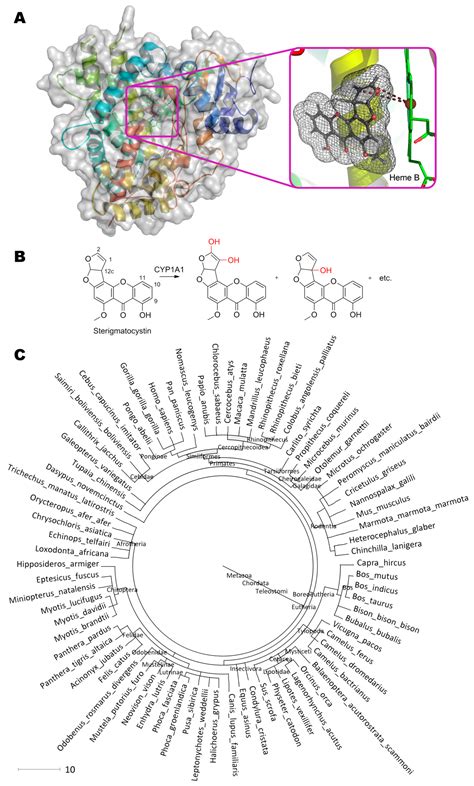 Enzymes for Detoxification of Various Mycotoxins: Origins and ...