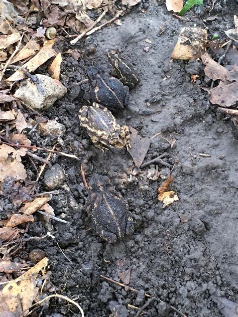 Exploding Toads Video 的图像结果