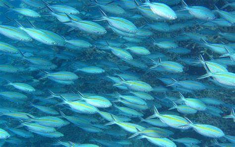 Sea Fish 的图像结果