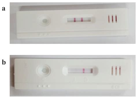 The Detection of Bovine Estrus by Lactoferrin Monoclonal Antibody