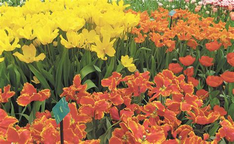 Квіти, що дарують щастя. Які тюльпани вибрати для саду