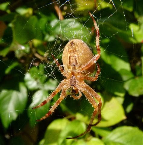 Free Images : nature, insect, fauna, invertebrate, close up, arachnid ...