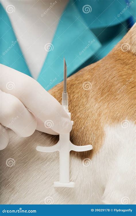 Needle Syringe for Microchipping Pets Stock Photo - Image of clinic ...