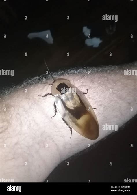 Image result for Large Cockroach
