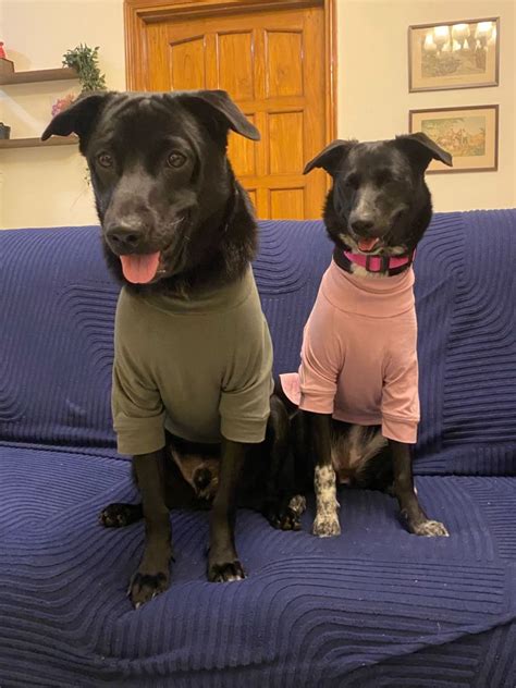 Furrocio – Stylish Dog & Cat Clothes | Denim Jackets, T-Shirts & More