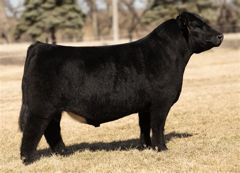 2024 Sire Directory by American Maine-Anjou Association - Issuu