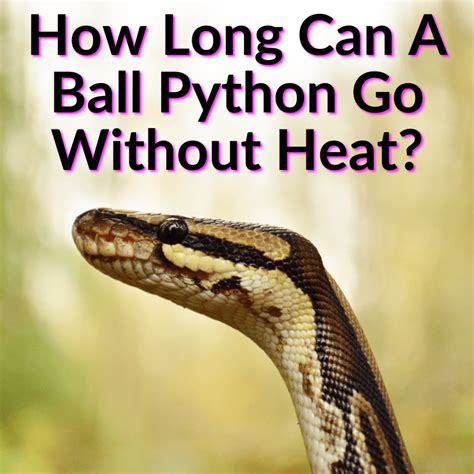 Image result for How Long Is a Python