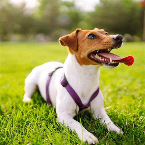 Pet Flea And Tick Preventatives In Cumberland, RI 02864 | Diamond Hill ...