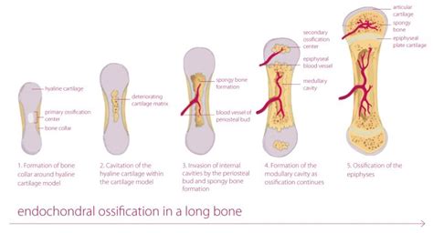 Image result for Process of Bone Formation