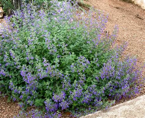 Plants For Zone 8 In Texas at Joshua Freeman blog
