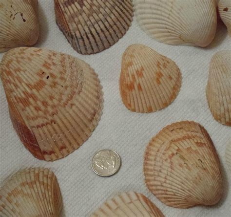 SHELL KEY SHUTTLE (2026) All You Need to Know BEFORE You Go (with ...