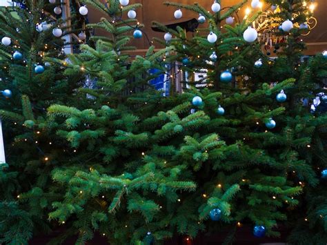 Christmas decoration with a lot of fir trees with lights | Premium Photo