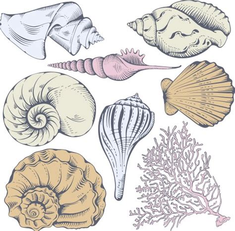 Shell Texture Vector 的图像结果