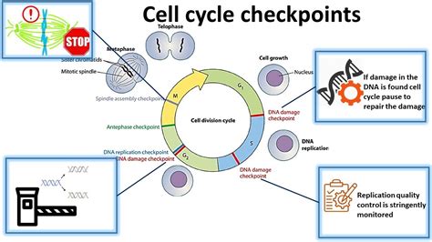 Cell Cycle Checkpoints 的图像结果