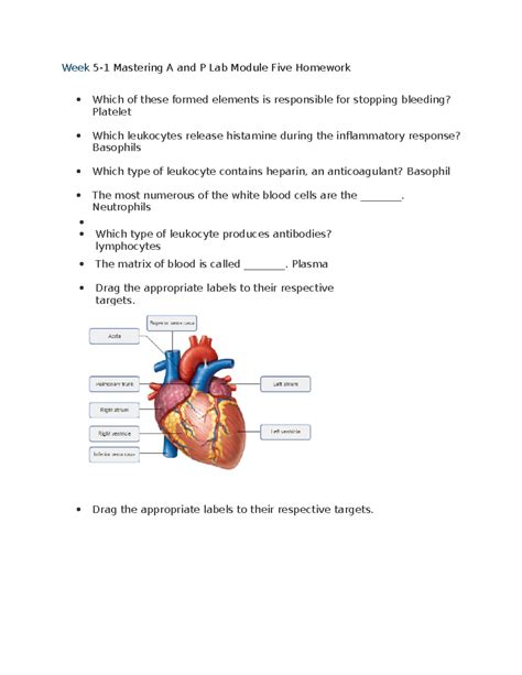 Week 5-1 Mastering A and P Lab Module Five Homework - Neutrophils Which ...
