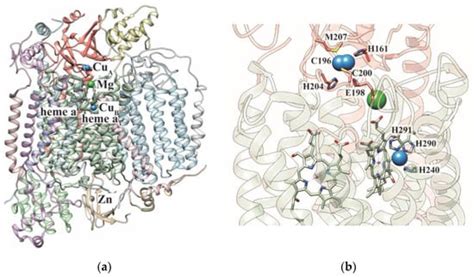 The Role of COA6 in the Mitochondrial Copper Delivery Pathway to ...