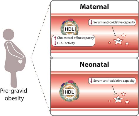 Image result for Sleep Offspring Graphical Abstract