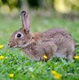 Image result for Rabbit Repellent for Garden
