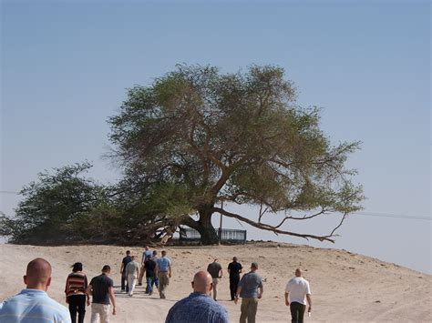Tree Of Life in Bahrain. | Unique trees, Travel, Tree of life
