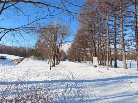 25/1/2 帯広の公園内の池で一部のカモたちが越冬しています～ビックリ !: 夕焼け爺の気ままな日記