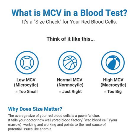 What Is MCV in Blood Test? Meaning, Normal Range & Results Explained - Blood Test Center
