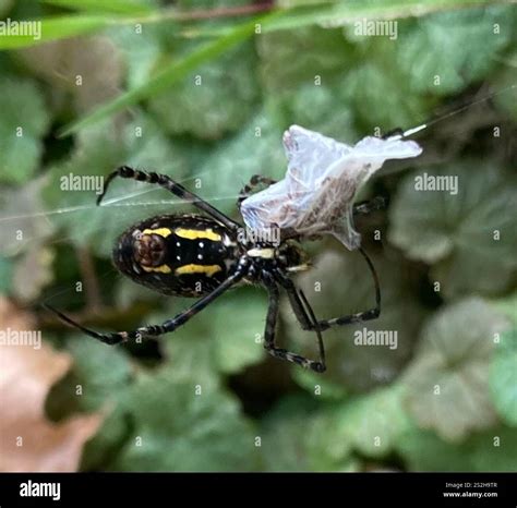 Banded Garden Spider (Argiope trifasciata Stock Photo - Alamy