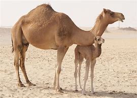 Image result for Camel