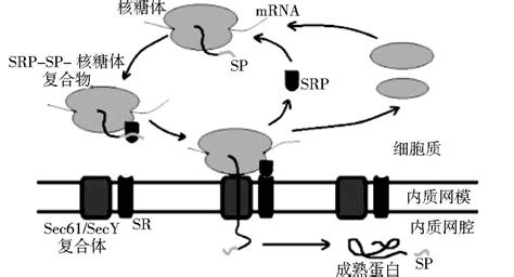 信号肽优化对重组抗体分泌表达的影响及研究进展