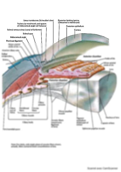 SOLUTION: Diagram of anterior and posterior chambers of eyeball - Studypool