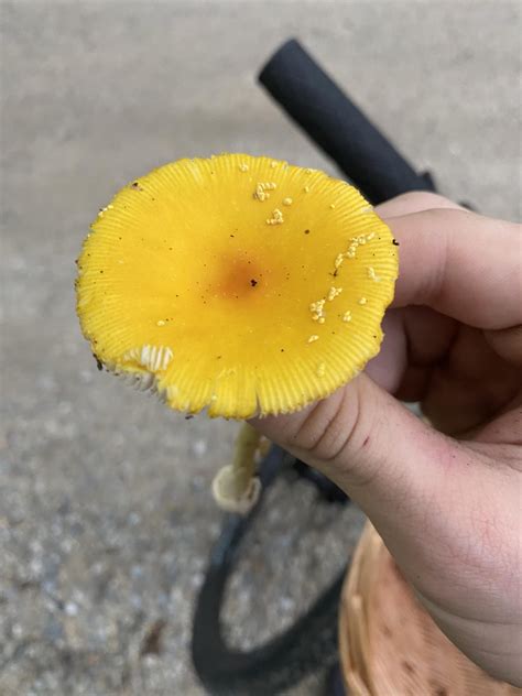 Amanita muscaria var. guessowii? New Hampshire USA. : r/AmanitaMuscaria
