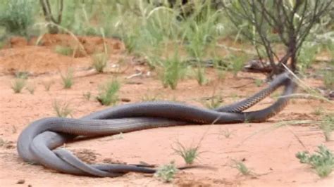 Image result for Snakes Exploding