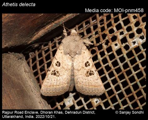 Athetis delecta (Moore, 1881) - | Moths