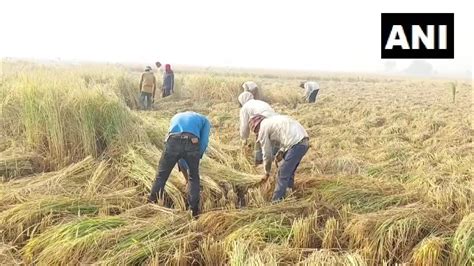 Farmers in Haryana adopting alternative means of managing farm residue ...