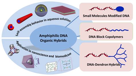 Amphiphilic DNA Organic Hybrids: Functional Materials in Nanoscience ...