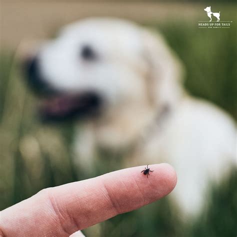 Tackle Ticks & Fleas: How to Get rid of Dog Ticks & Fleas