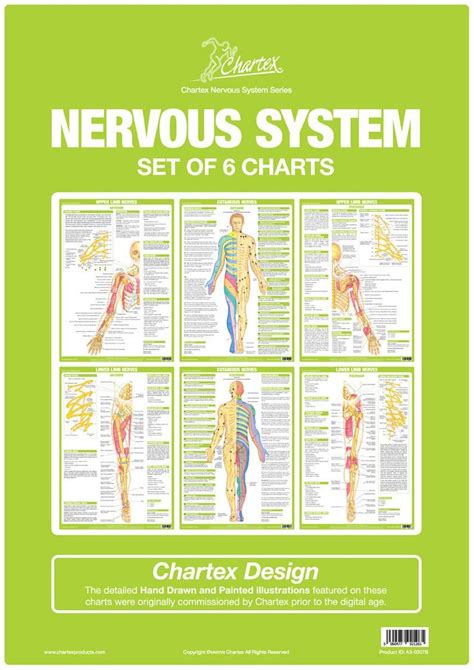 Image result for Brain Nervous System Function