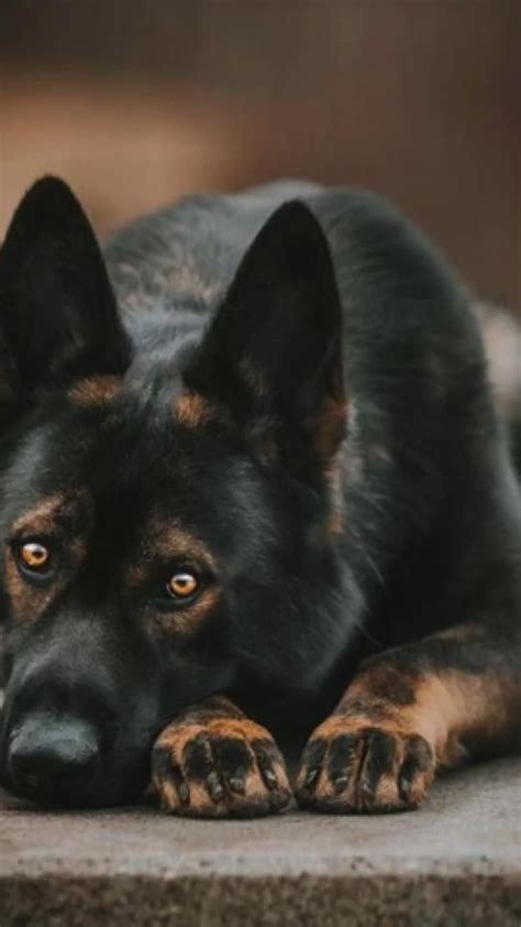 25 photos that show how majestic german shepherds are – Artofit