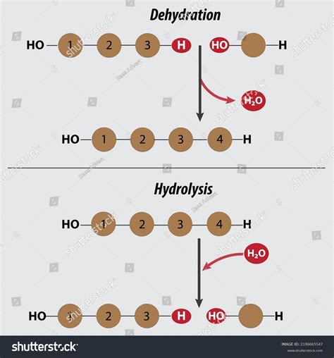 Image result for Dehydration Reaction Example