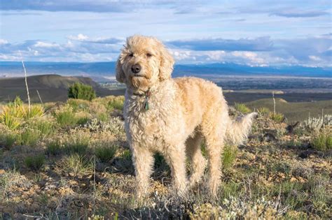Goldendoodle Lifespan: How Long Do Goldendoodles Live?