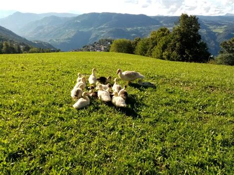 Südtirols Tierbörse Nr. 1 | Luudl