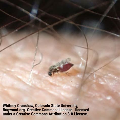 No See Um Bites: All You Need to Know -- The Bug Agenda