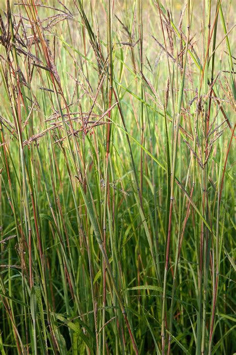 How to Plant and Grow Big Bluestem