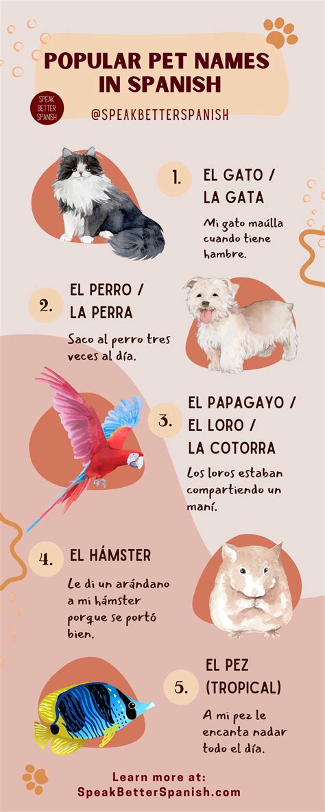 How to Say Pets in Spanish? Animal Vocabulary in Spanish - Speak Better ...