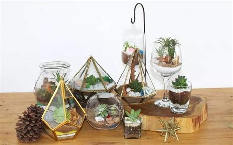 Art and Soil Bangalore - Online Brand for Terrariums, Indoor Plants and ...